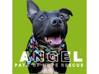 Adopt Angel a Black - with White Labrador Retriever / American Staffordshire