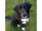 Adopt Brookie - (Medical) a Black Flat-Coated Retriever / Labrador Retriever /