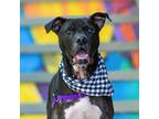 Adopt Joker a American Staffordshire Terrier / Mixed dog in Vallejo