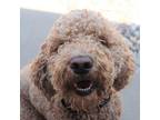 Coconut Poodle (Standard) Adult Male