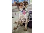 Adopt Billy a Tricolor (Tan/Brown & Black & White) Beagle / Mixed dog in Omaha