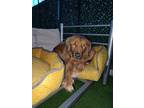 Adopt Gryffin a Red/Golden/Orange/Chestnut Golden Retriever / Mixed dog in