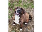 Adopt Pumpkin Spice a Boxer / Pit Bull Terrier / Mixed dog in Cleveland
