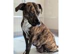 Adopt April Showers a Plott Hound / Labrador Retriever / Mixed dog in Ocala