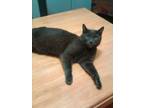 Adopt Clooney a Gray or Blue Russian Blue (short coat) cat in El Dorado Hills