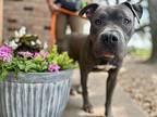 Clay Lakes American Pit Bull Terrier Adult Male
