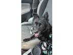 Adopt Nikki a Black German Spitz / Pomeranian / Mixed dog in Toronto