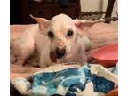 Adopt Noodle a White Poodle (Miniature) / Mixed dog in Tucson, AZ (41449562)