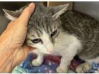 Marmee Domestic Shorthair Young Female