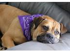 Adopt GUS a Boxer / Mixed Breed (Medium) / Mixed dog in Roanoke, VA (39636763)