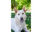 Adopt Leonard a Brindle German Shepherd Dog / Mixed Breed (Medium) / Mixed