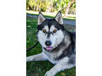 Adopt Marci a Black Husky / Alaskan Malamute / Mixed (short coat) dog in Yakima