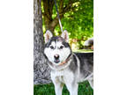 Adopt Jerome a White Husky / Mixed Breed (Medium) / Mixed (short coat) dog in
