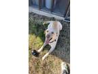 Adopt Bear a Tan/Yellow/Fawn - with White German Shepherd Dog / Labrador
