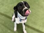 Captain Crunch German Shorthaired Pointer Adult Male
