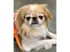 Adopt Junebug a White - with Red, Golden, Orange or Chestnut Japanese Chin /