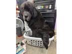 Adopt Thelma a Newfoundland / Mixed dog in St Helens, OR (40006509)