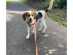 Adopt Dixie a Foxhound / Foxhound / Mixed dog in St Helens, OR (40705741)