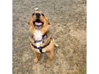 Adopt Gertrude a Redbone Coonhound / Anatolian Shepherd / Mixed dog in St