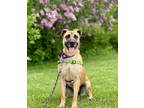 Adopt Daisy a German Shepherd Dog / Mixed dog in Sheboygan, WI (41118409)