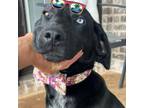 Adopt Steven a German Shorthaired Pointer