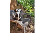 Adopt Chickie a Black - with White Beagle / Mixed dog in Hanover, PA (39321249)