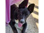 Adopt Fred a German Shepherd Dog, Black Labrador Retriever