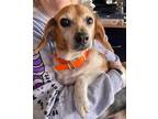 Adopt Peppa 2023 a Tricolor (Tan/Brown & Black & White) Beagle / Mixed dog in