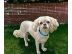 TRISTEN Shih Tzu Adult Female