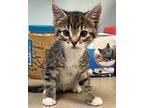 Kitty Lamar Domestic Shorthair Kitten Male