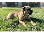Adopt Irma a Tan/Yellow/Fawn Mastiff / Mixed dog in Poland, IN (39895916)