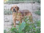 Adopt Frankie a Red/Golden/Orange/Chestnut Mountain Cur / Australian Shepherd /