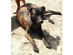 Adopt Cassidy a Brindle German Shepherd Dog / Mixed dog in Poland, IN (41139215)