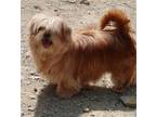 Adopt Grim a Red/Golden/Orange/Chestnut Mixed Breed (Small) / Mixed dog in