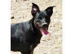 Adopt Jitterbug a Black German Shepherd Dog / Mixed dog in Poland, IN (41139700)