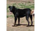 Adopt Camy a Brindle German Shepherd Dog / Mixed dog in Poland, IN (41146326)