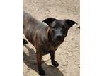 Adopt Jazzy a Brindle German Shepherd Dog / Mixed dog in Poland, IN (41146325)