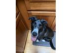 Adopt Mikko a Black - with White Border Collie / Belgian Malinois / Mixed dog in