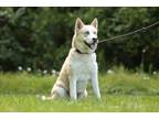 Adopt Luna a Siberian Husky / Mixed dog in Raleigh, NC (41381403)