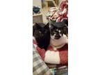Adopt Yami and Julius a Black & White or Tuxedo American Shorthair / Mixed