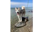 Adopt Snow a Siberian Husky / Mixed dog in Keswick, ON (41055177)