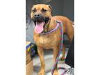 Adopt Gunner a Labrador Retriever / American Pit Bull Terrier / Mixed dog in New