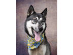 Adopt Alaska a Black Alaskan Klee Kai / Mixed Breed (Medium) / Mixed (short