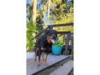 Adopt Rebel a Black - with Tan, Yellow or Fawn Rottweiler / Mixed dog in North