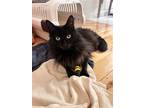 Adopt Juju a All Black Maine Coon / Mixed (long coat) cat in Brooklyn