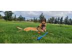 Adopt Rocket a Tan/Yellow/Fawn Belgian Malinois / Belgian Shepherd / Mixed dog