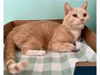 Adopt Donna a Orange or Red (Mostly) American Shorthair / Mixed (short coat) cat