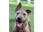 Adopt Xochitl a Merle Black Mouth Cur / Mixed dog in New York, NY (41285601)