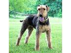 CLEO Airedale Terrier Adult Female