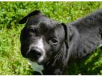 Adopt Nessa a American Staffordshire Terrier / Mixed dog in Mobile